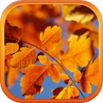 autumn live wallpaper hd android application logo